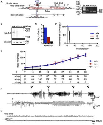 Developmental changes in brain activity of heterozygous Scn1a knockout rats